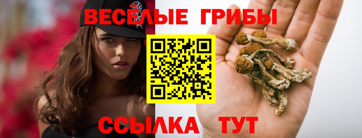 Галлюциногенные грибы Psilocybine cubensis  Вход с VPN  Кольчугино 